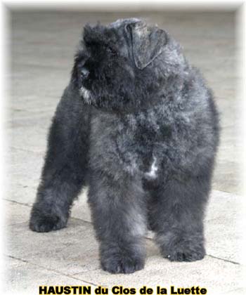 HAUSTIN Bouvier des Flandres du Clos de la Luette © Copyright depose